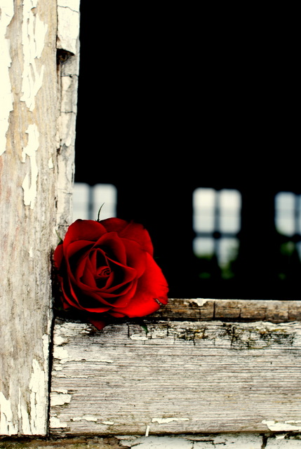 Einsame Rose