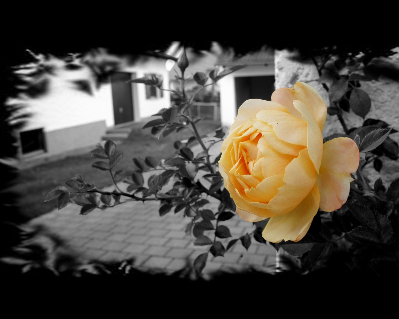 Einsame Rose