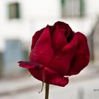 Einsame Rose