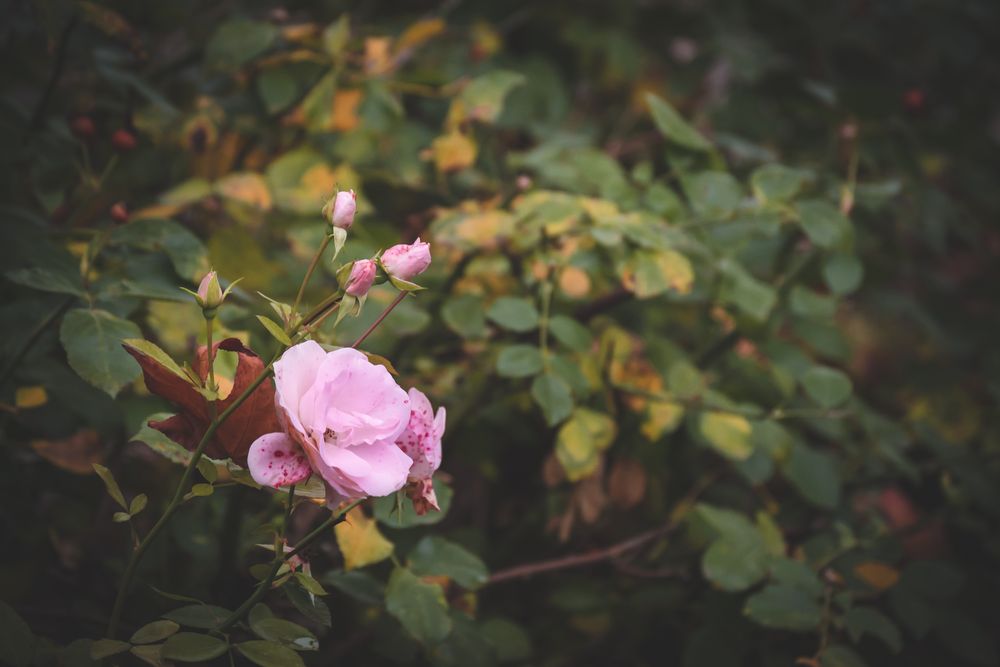 Einsame Rose im Herbst