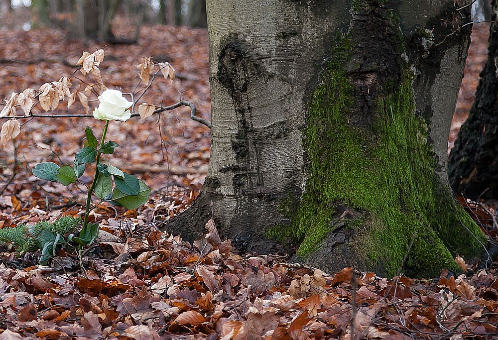 einsame Rose im Wald