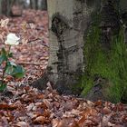 einsame Rose im Wald