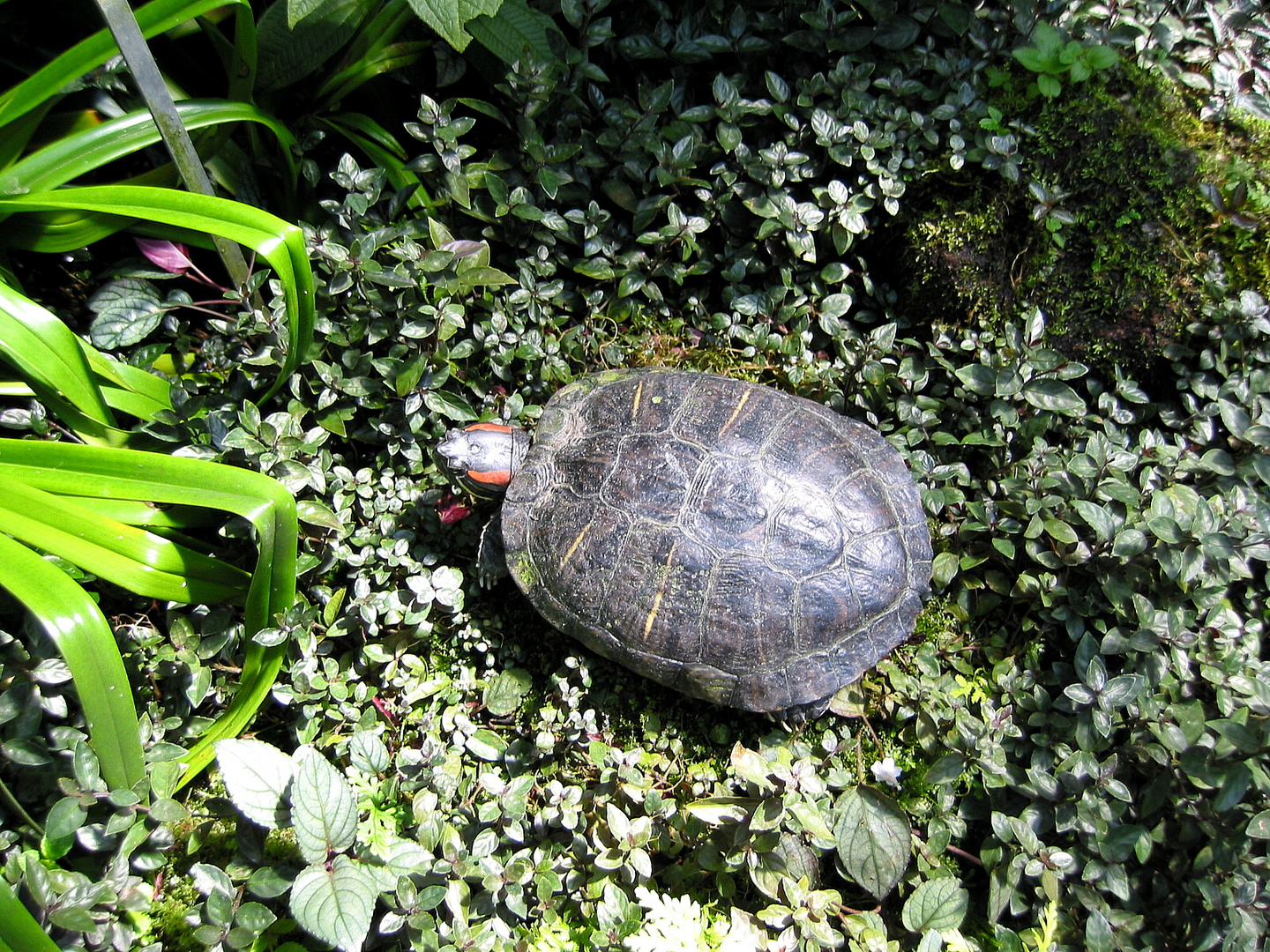 Einsame Schildkroete