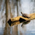 Einsame Schildkröte auf der Jagd nach der Sonne