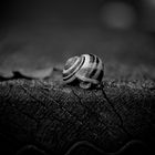 Einsame Schnecke