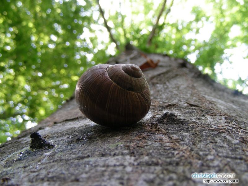 Einsame Schnecke