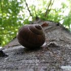 Einsame Schnecke