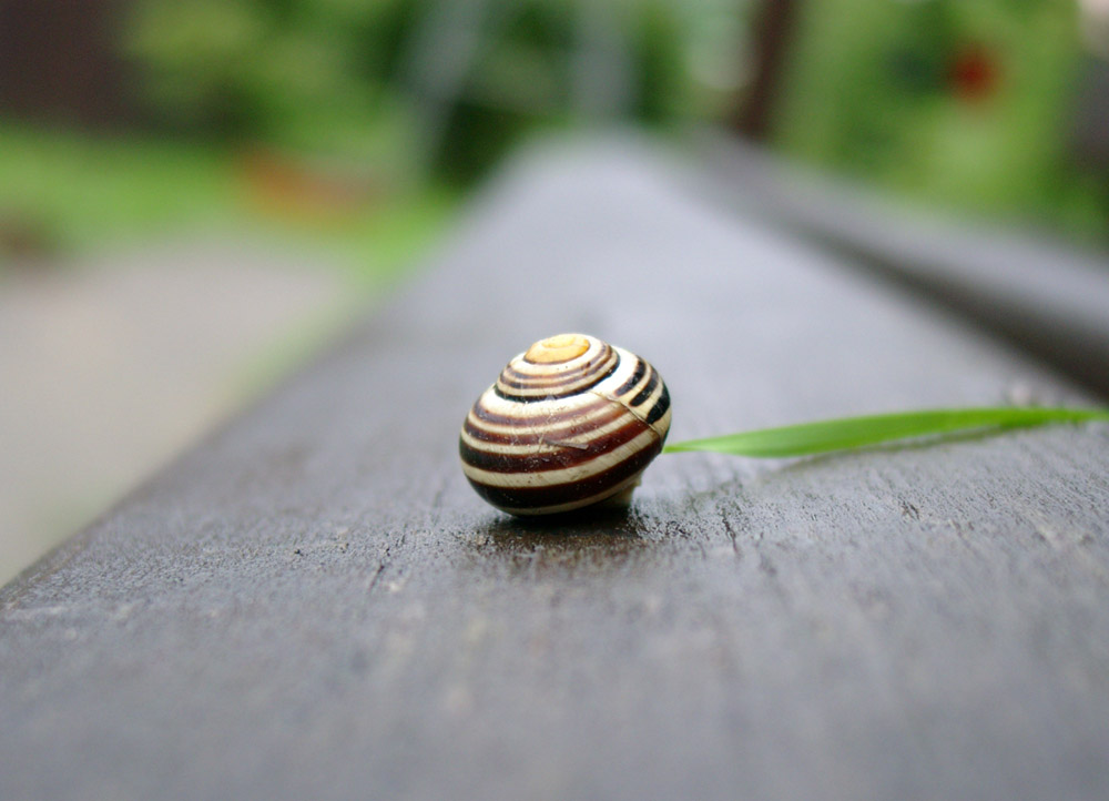 Einsame Schnecke...