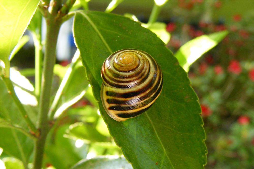 einsame Schnecke