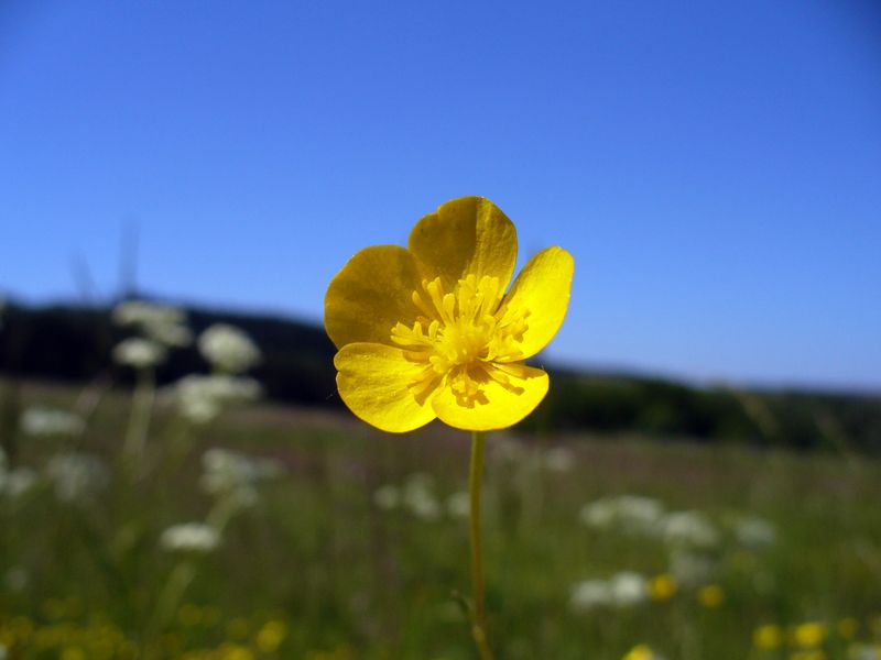 Einsame Schönheit auf der Wiese