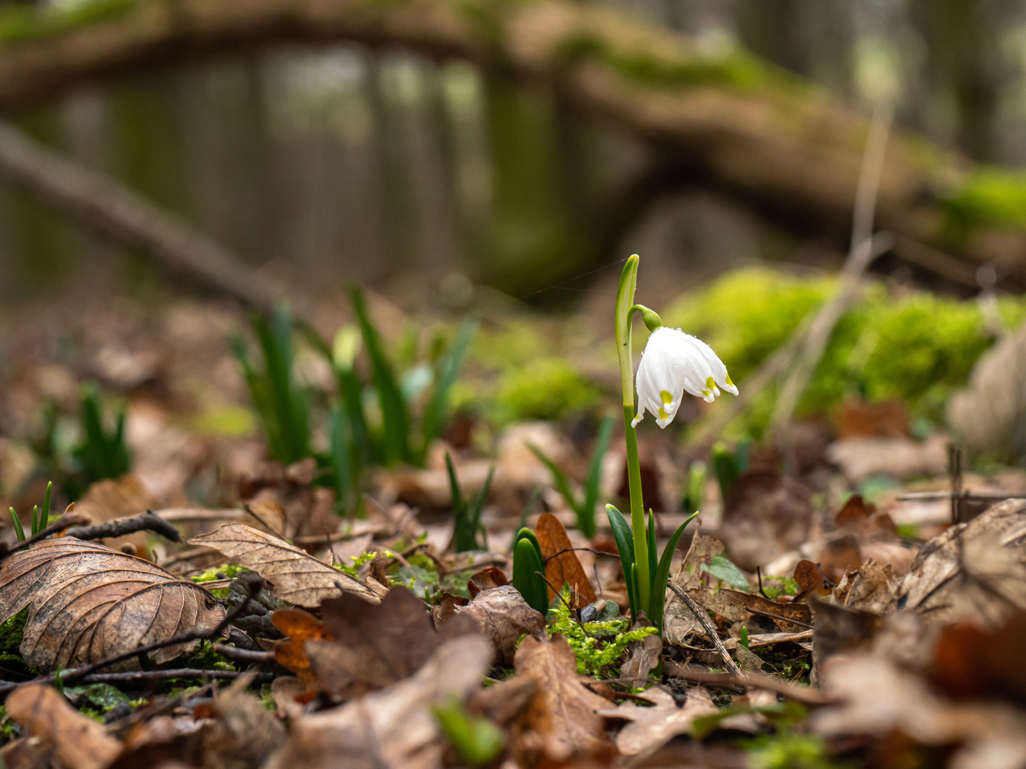 Einsame Schönheit im Wald