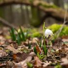 Einsame Schönheit im Wald