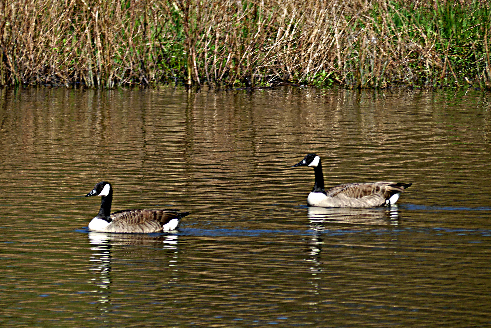 Einsame Schwimmer auf dem Aprather  Mühlenteich