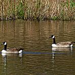 Einsame Schwimmer auf dem Aprather  Mühlenteich