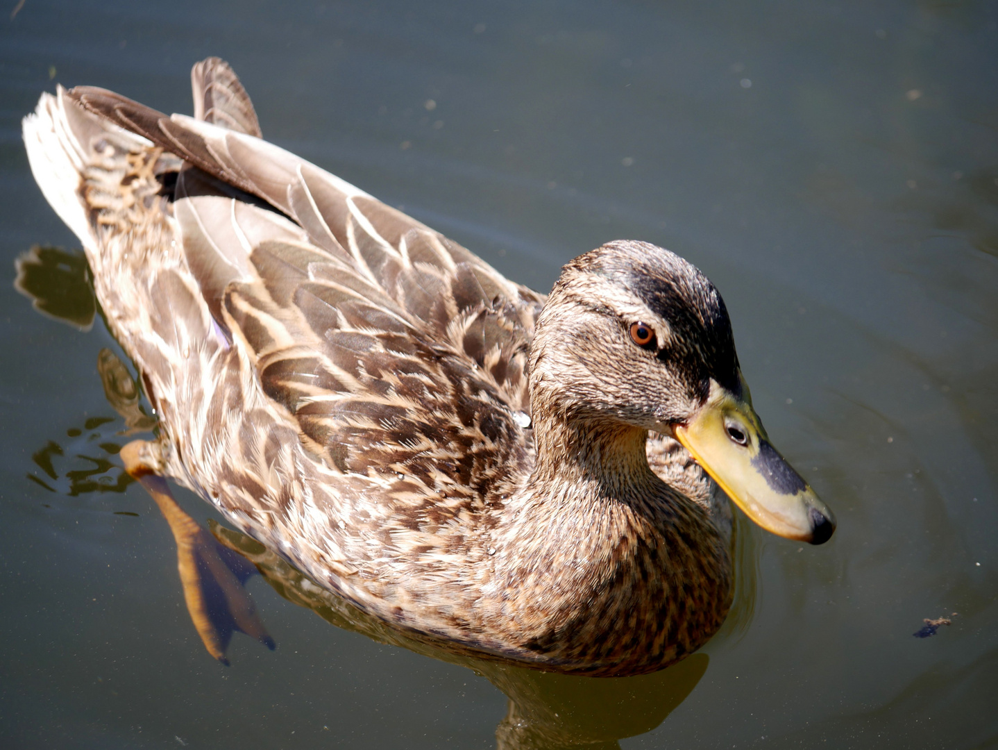 Einsame Schwimmerin