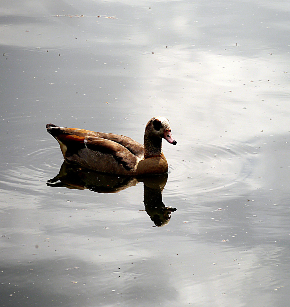 Einsame Schwimmerin auf dem Mühlenteich am 20. 5. 2015