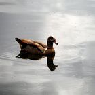 Einsame Schwimmerin auf dem Mühlenteich am 20. 5. 2015