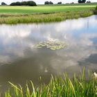 Einsame Seeröschen mitten in einem Teich