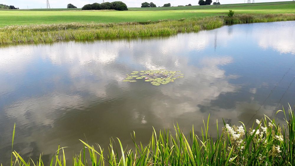 Einsame Seeröschen mitten in einem Teich