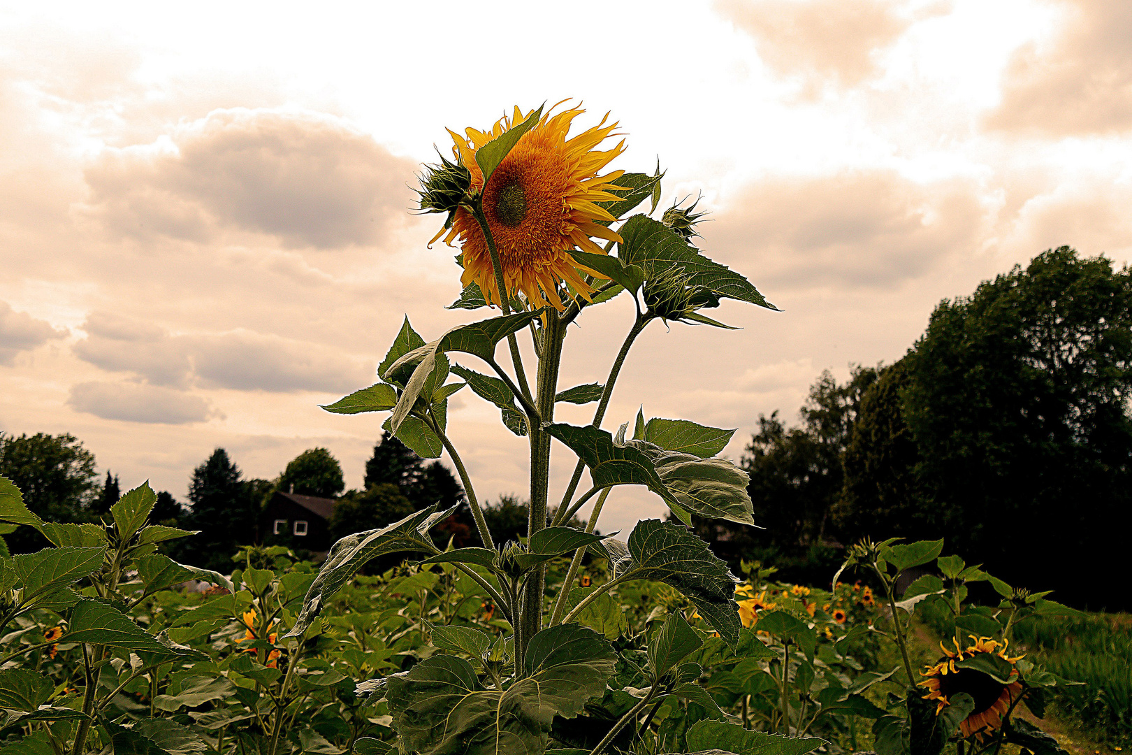 Einsame Sonnenblume zum Mittwoch.