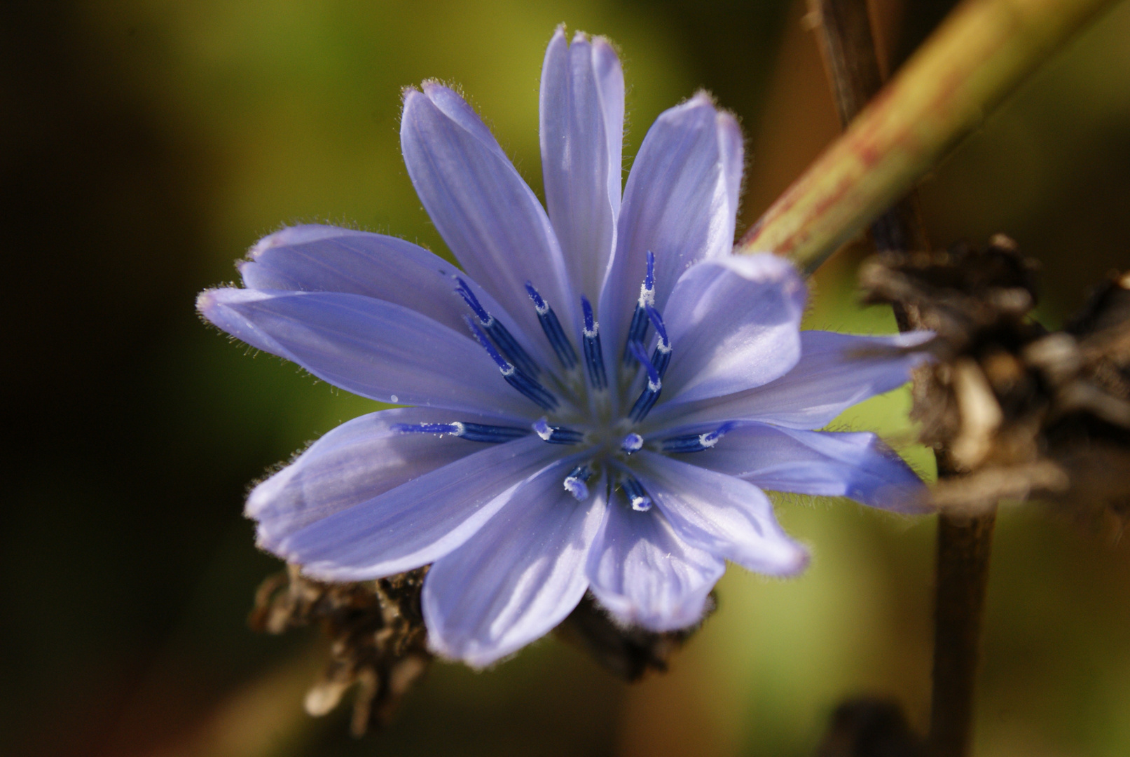 Einsame, späte Blüte