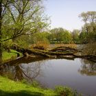 Einsame Stille und Bäume können doch schwimmen