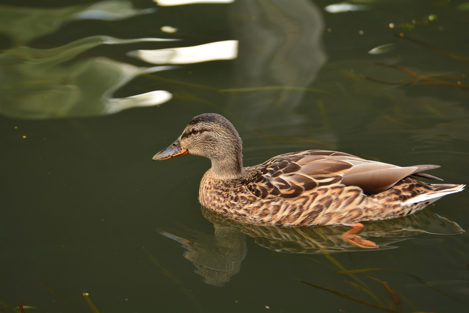 Einsame Stockente im Spreewald