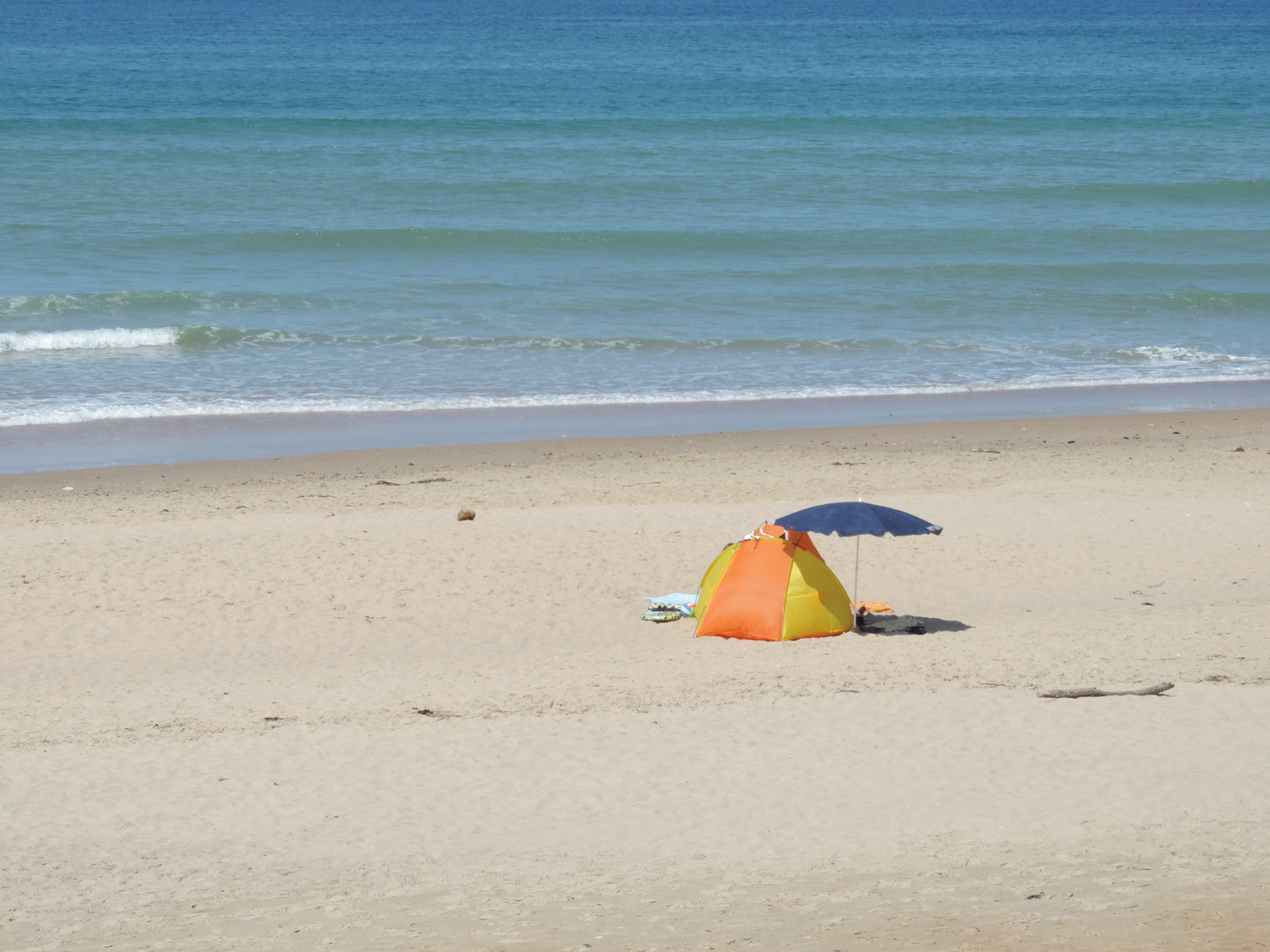 Einsame Strandmuschel