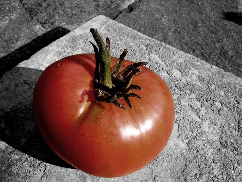 einsame Tomate