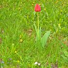 einsame Tulpe