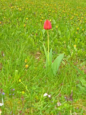 einsame Tulpe