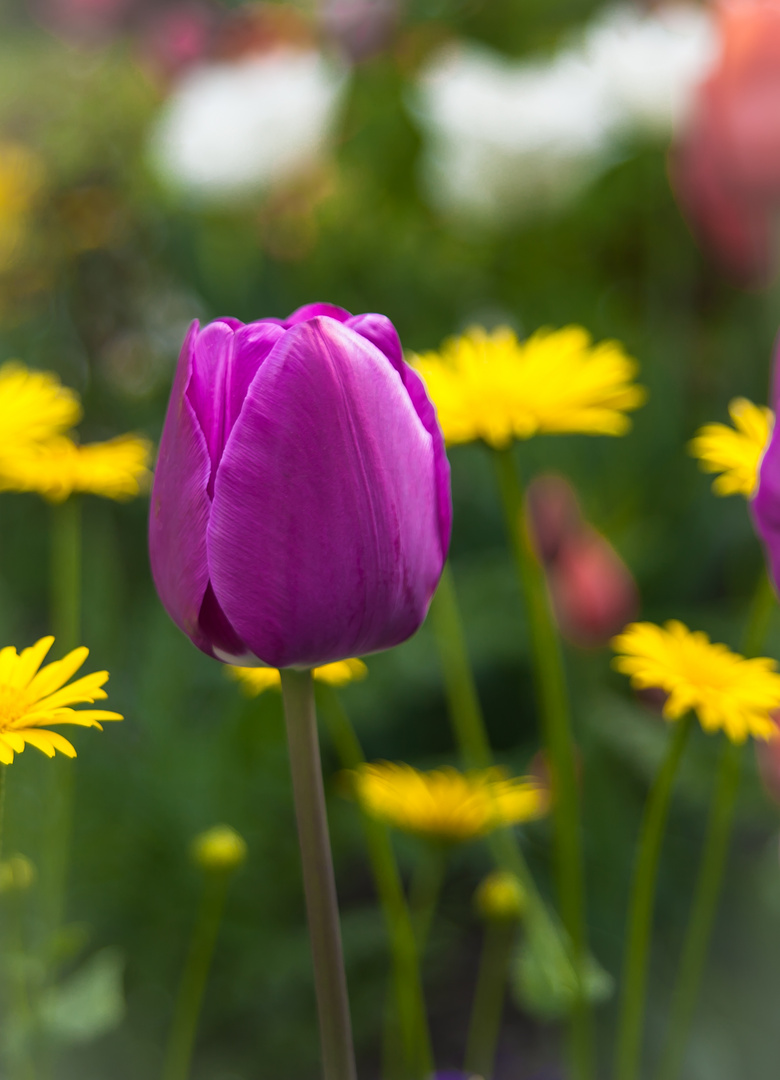 Einsame Tulpe