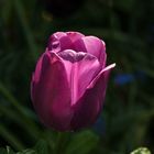 Einsame Tulpe