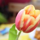 einsame Tulpe