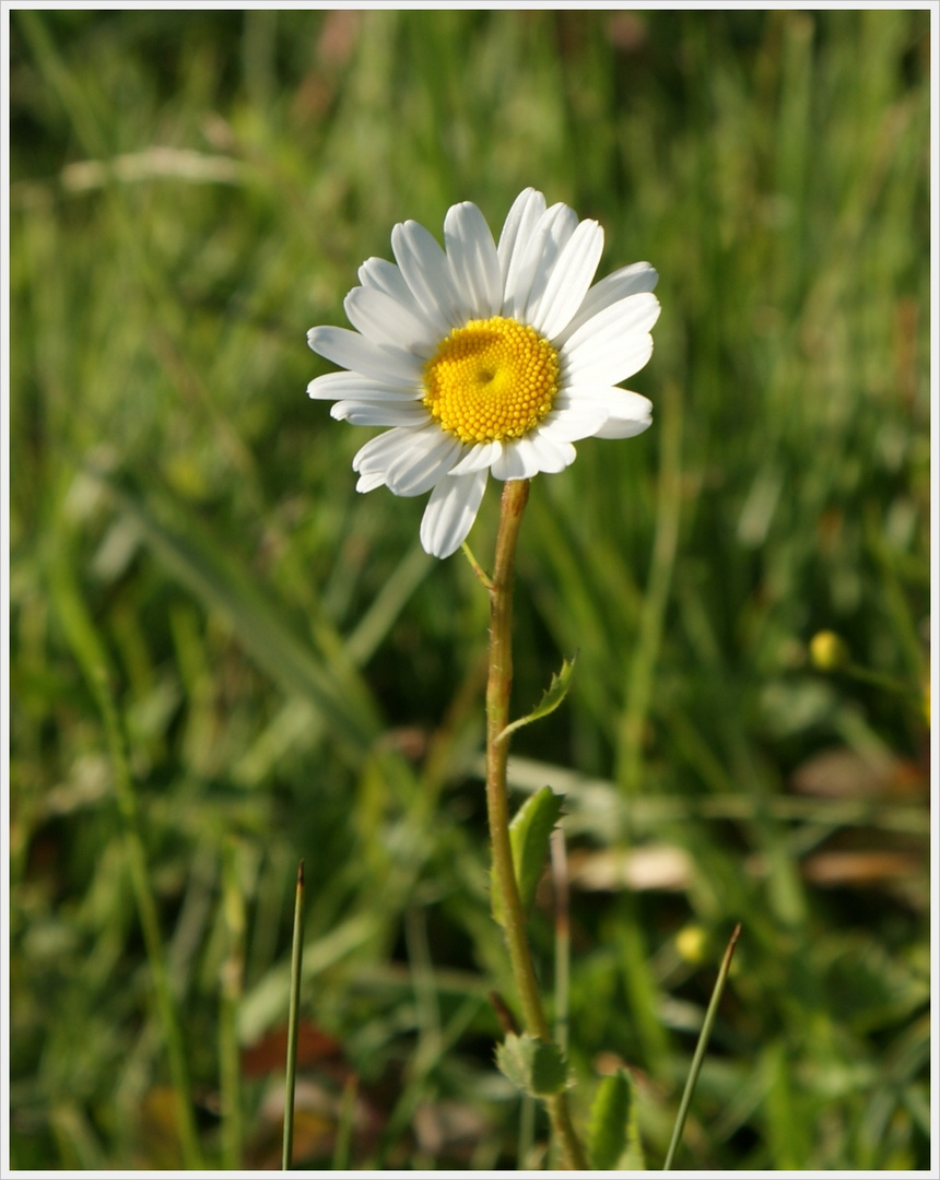 Einsame Wiesenmargerite