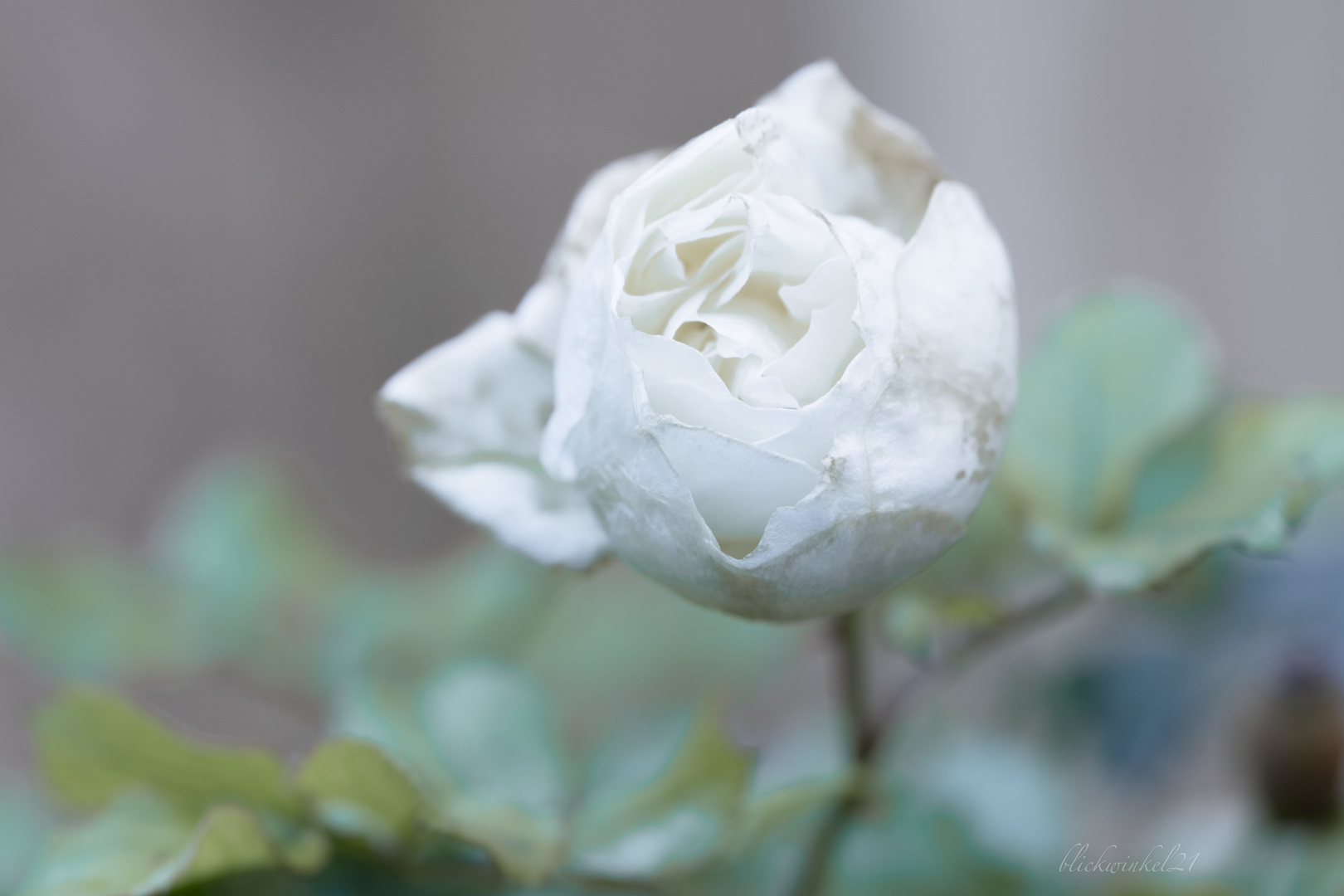 Einsame wilde Dezember Rose