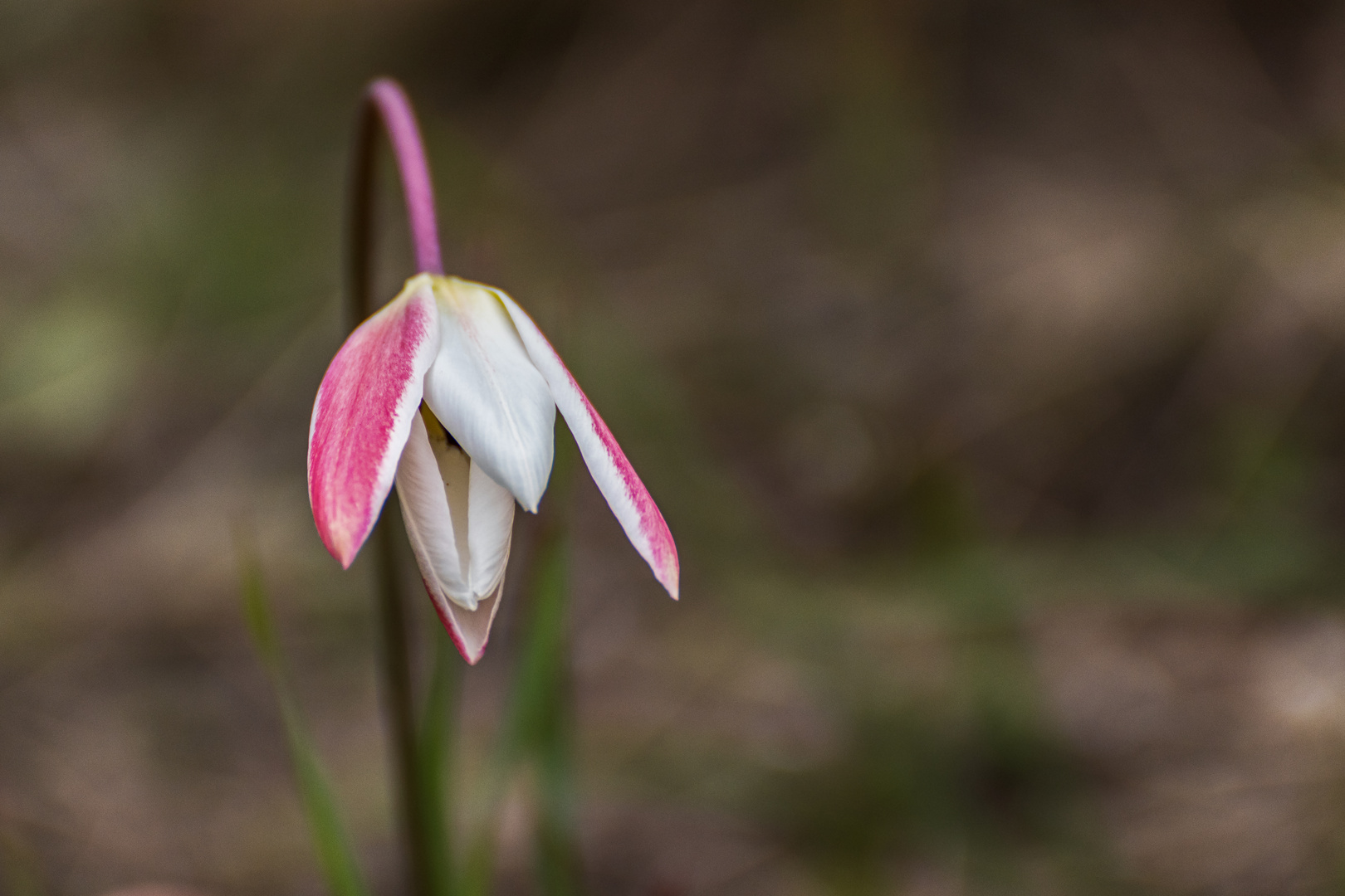 Einsame Wildtulpe