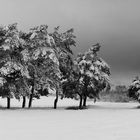 Einsame Winterbäume
