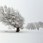 Einsame Winterlandschaft