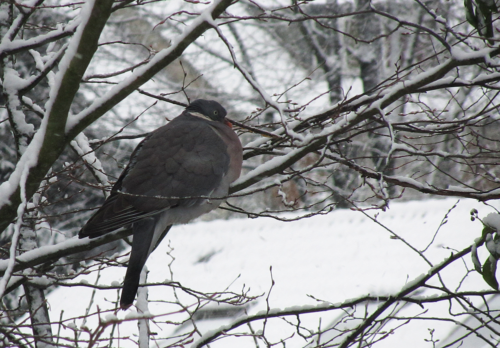 Einsame Wintertaube