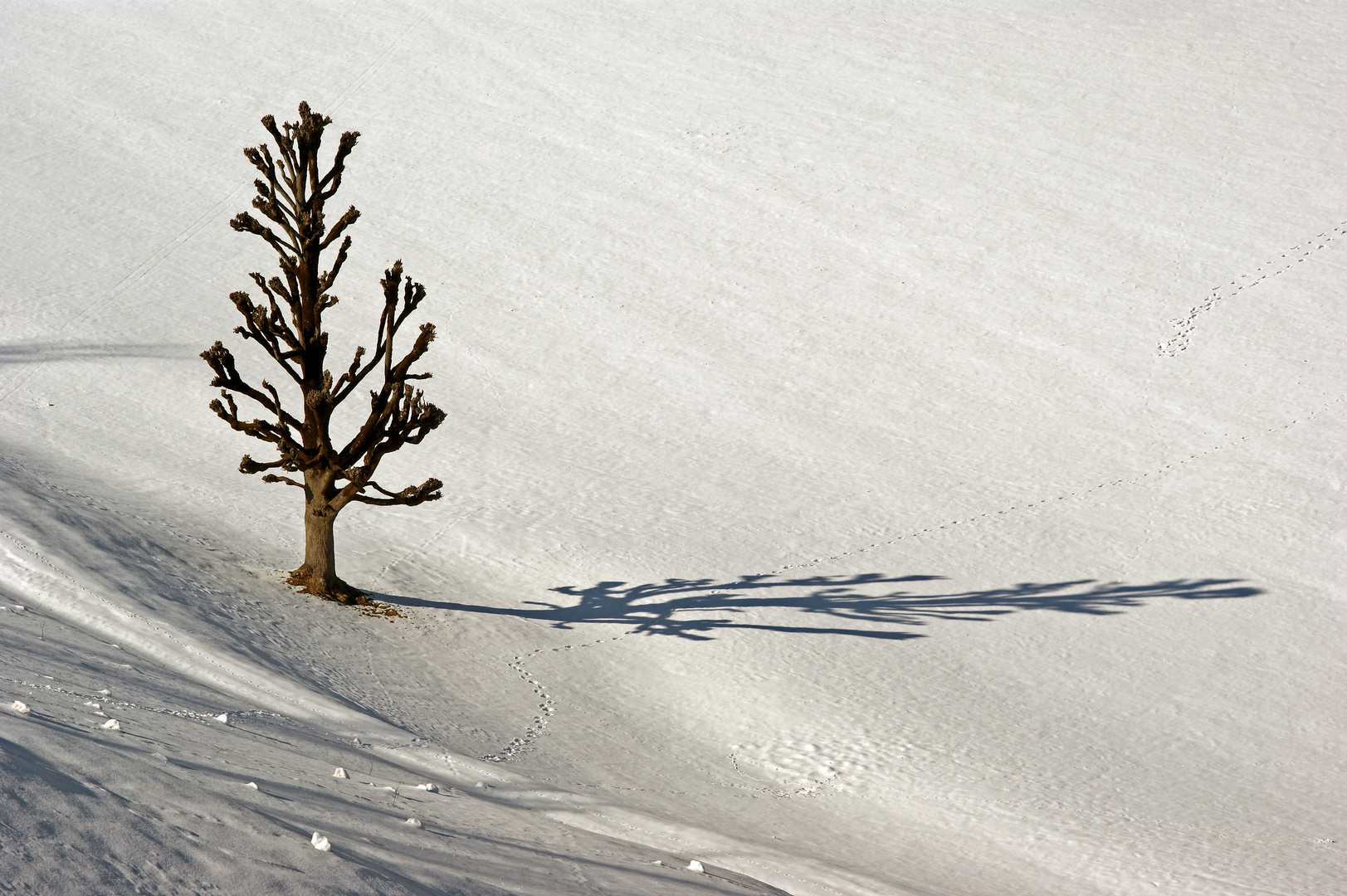 Einsame Winterweide