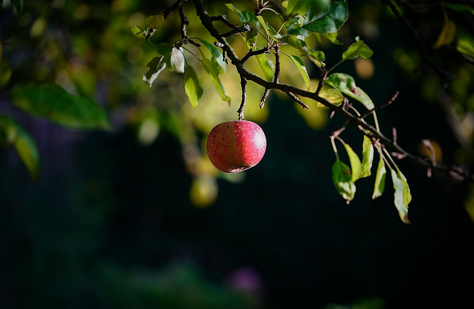 Einsamer Äpfel am Baum