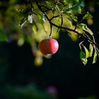 Einsamer Äpfel am Baum