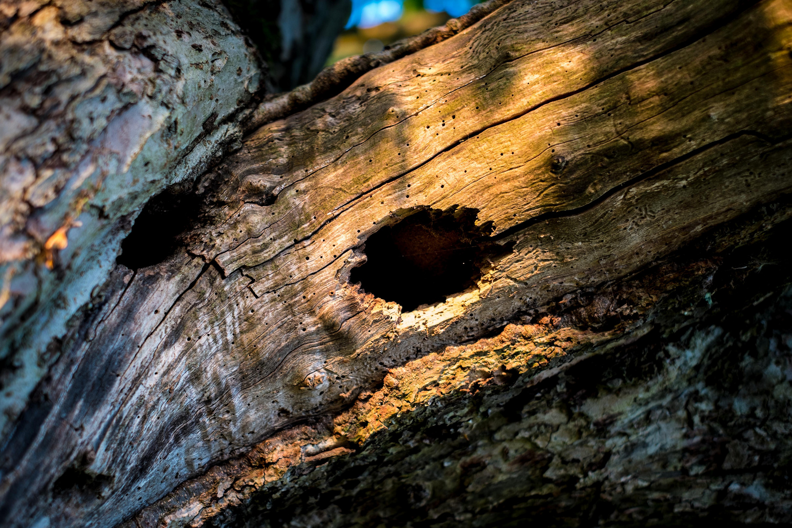 Einsamer alter Baum