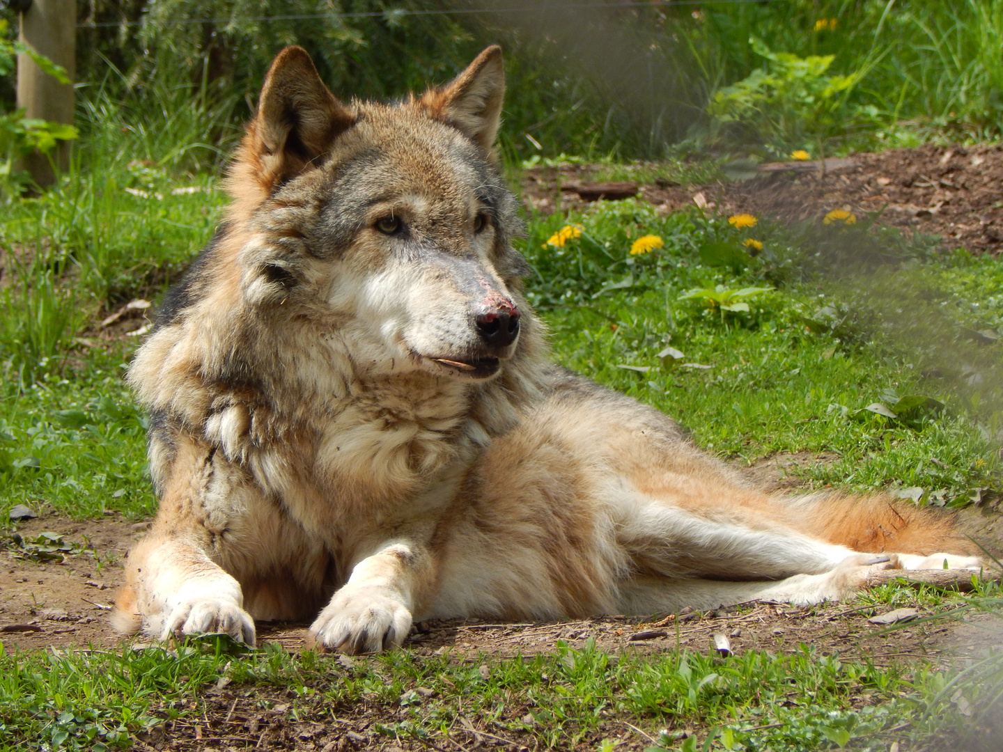 Einsamer alter Wolf