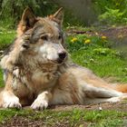Einsamer alter Wolf