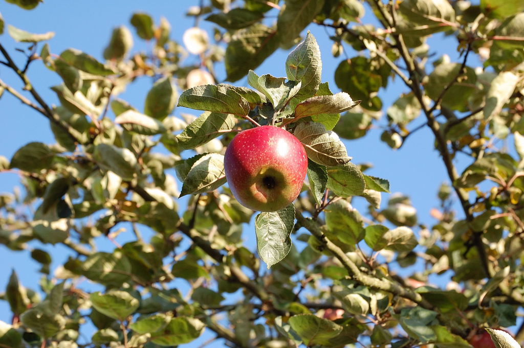 Einsamer Apfel