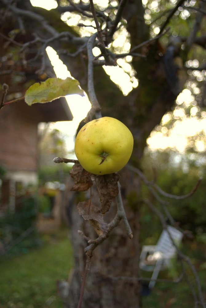 einsamer Apfel