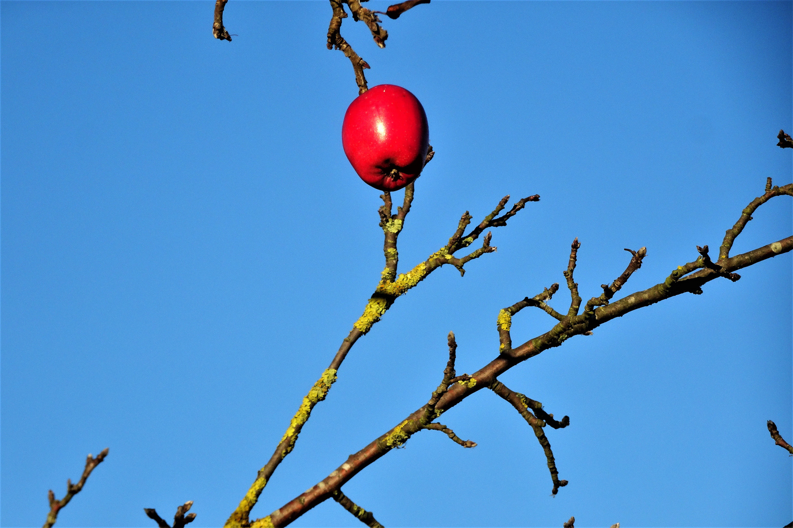 Einsamer Apfel