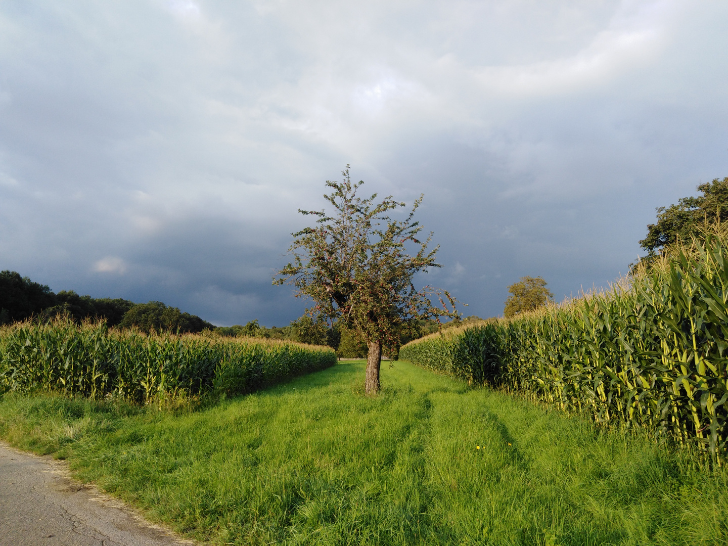 Einsamer Apfelbaum